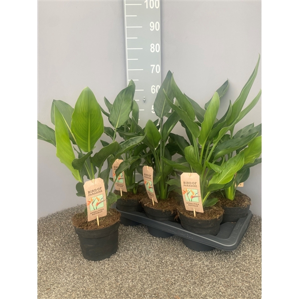 <h4>Strelitzia reginae-p17-patio</h4>