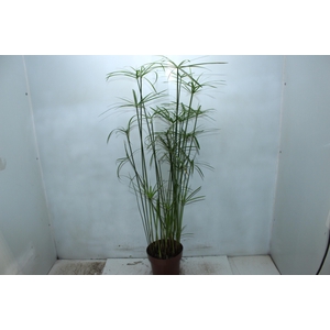 PAPIRUS CHINES P17