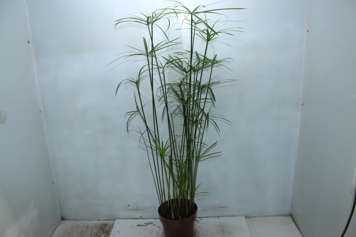 <h4>PAPIRUS CHINES P17</h4>
