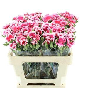 Di Tr Solandis Lovefly