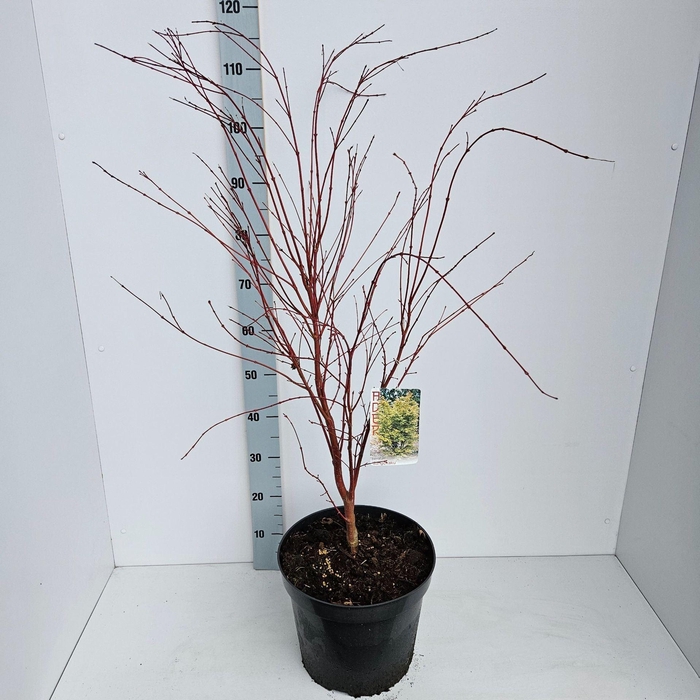 <h4>Acer palmatum Sangokaku</h4>