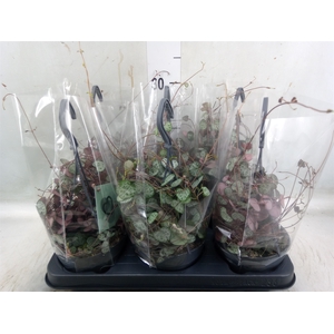 Ceropegia woodii ssp. woodii
