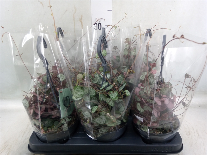<h4>Ceropegia woodii ssp. woodii</h4>