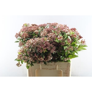 Viburnum Ti Red Spirit L 60