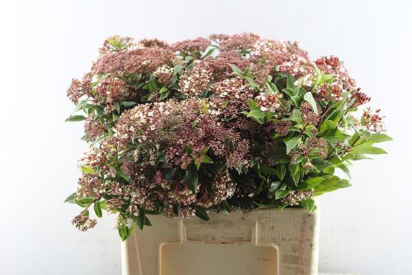 <h4>Viburnum Ti Red Spirit L 60</h4>