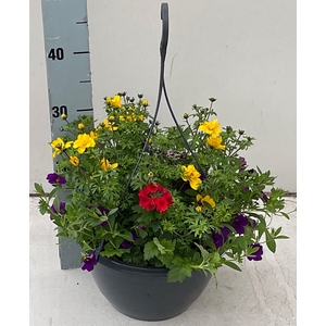 PERKPL GEM IN POT