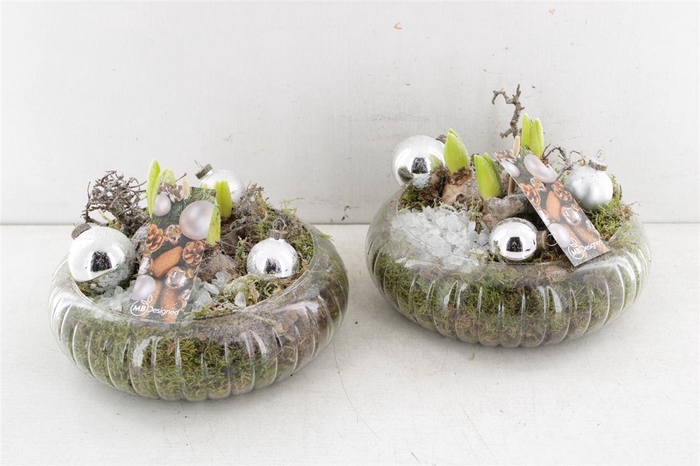 <h4>Arr4 Hyacint Mb267 - Glazen Schaal</h4>