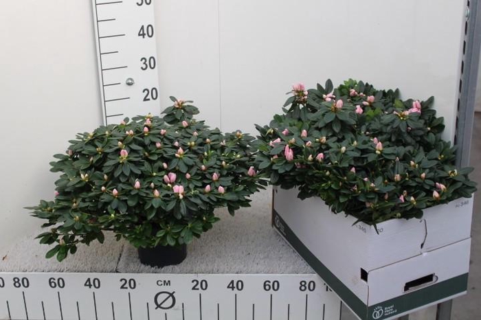 <h4>RHODO SI OV</h4>