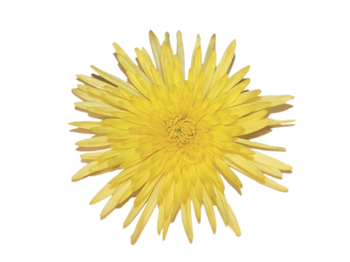 ANASTASIA DARK SUNNY 080 CM AMARELO