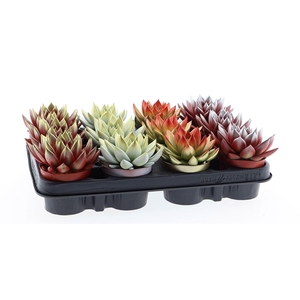 Echeveria  'Miranda'