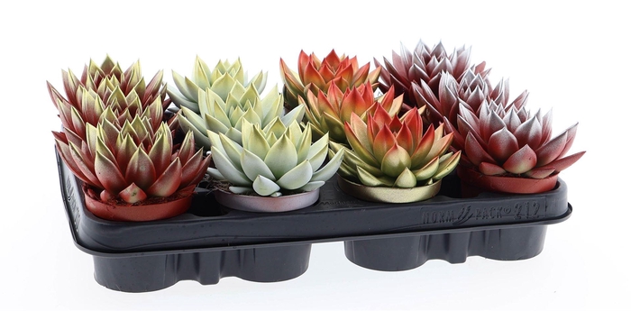 <h4>Echeveria  'Miranda'</h4>