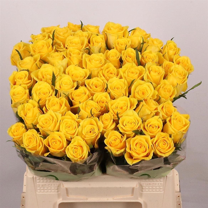 <h4>R Gr Moonwalk</h4>