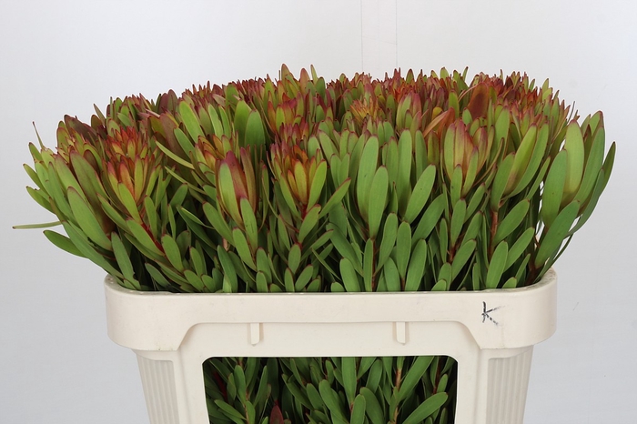 <h4>Leucadendron Safari Sunset</h4>