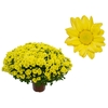 CRIS BOLA BELGA P15 AMARELO