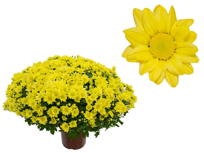 CRIS BOLA BELGA P15 AMARELO