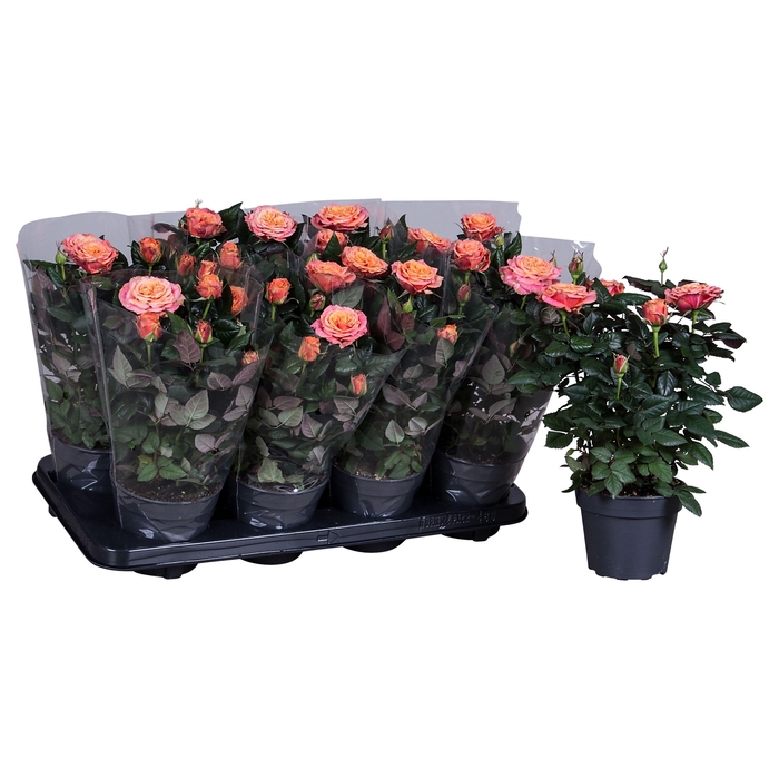 <h4>Nolina Roses Ø 13 cm Orange Blanco sleeve</h4>
