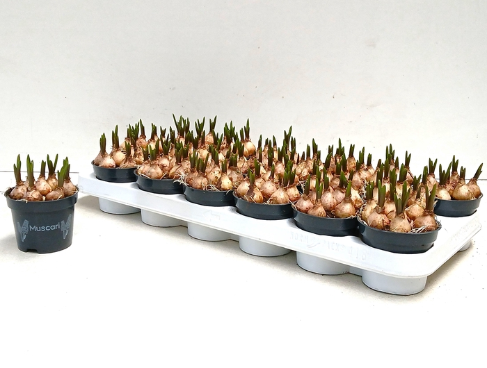 <h4>MUSCAR BLUE MAGIC</h4>