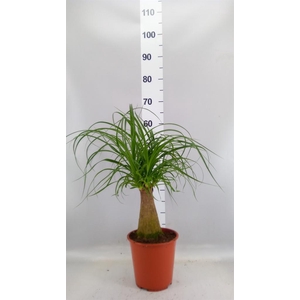 Beaucarnea recurvata