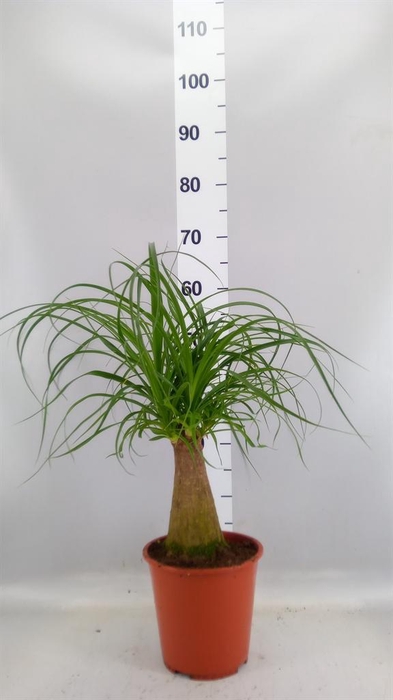 <h4>Beaucarnea recurvata</h4>