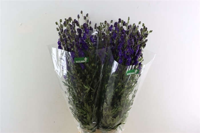 Aconitum Na Pyramidale