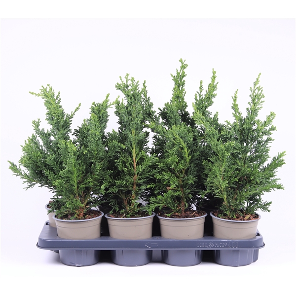 <h4>Chamaecyparis obtusa 'Draht'</h4>