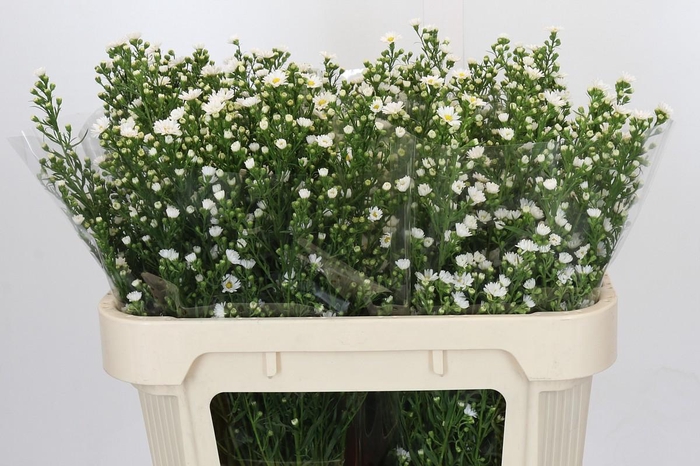 <h4>Aster Paquita</h4>