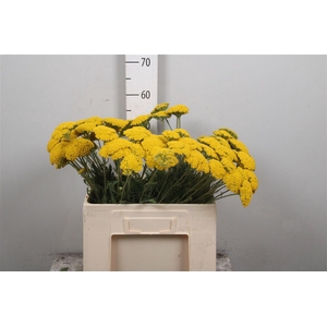 Achil F Parker Variety