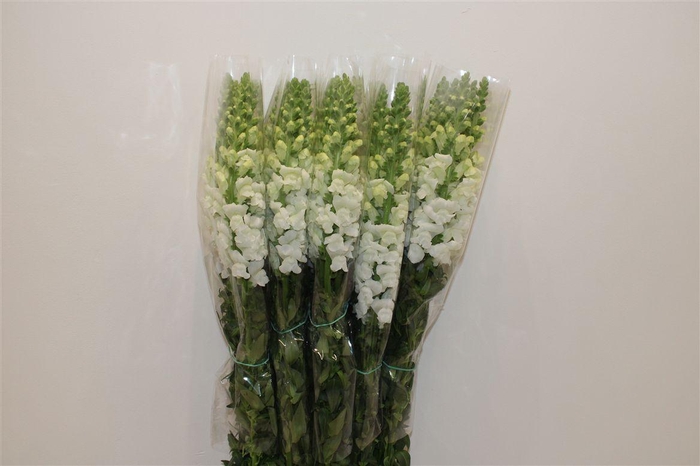 <h4>Antir Overig White</h4>