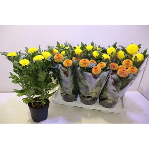 Chrys Fp Bronze & Yellow