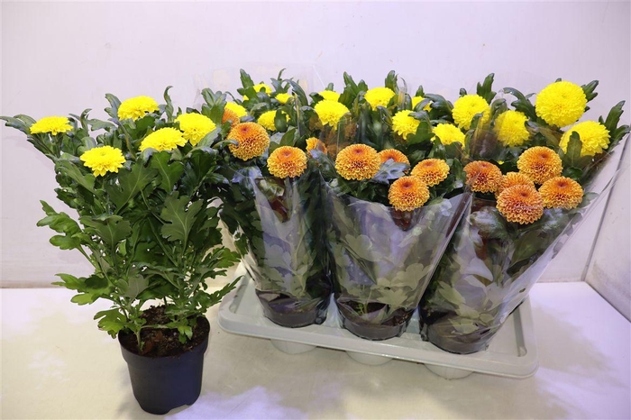 <h4>Chrys Fp Bronze & Yellow</h4>
