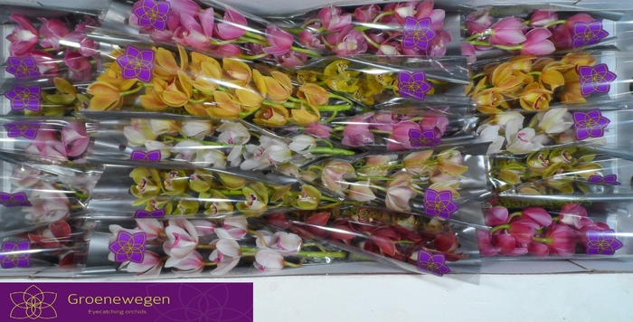 <h4>CYMB MI GEM</h4>