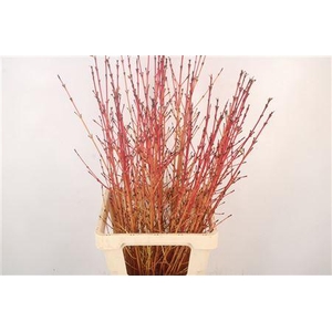 Cornus Sa Winter Bea