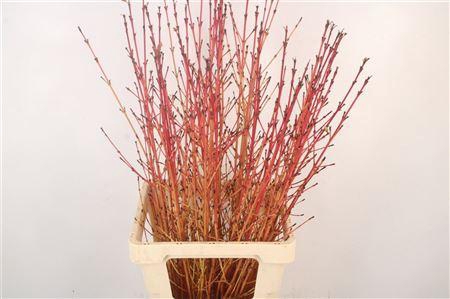 <h4>Cornus Sa Winter Bea</h4>