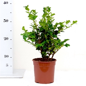 Buxus sempervirens Rotundifolia 25-30cm struik