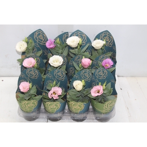 LISIANTHUS P09