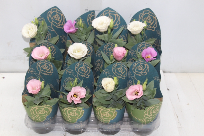 <h4>LISIANTHUS P09</h4>