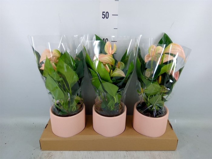 <h4>Anthurium andr. 'Joli Peach'</h4>