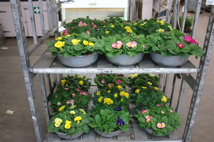 <h4>Primula Ac Bonneli Mixtrolley In Zinken Schaal X</h4>