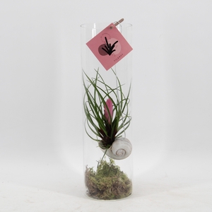 Snaily - Tillandsia Cyanea