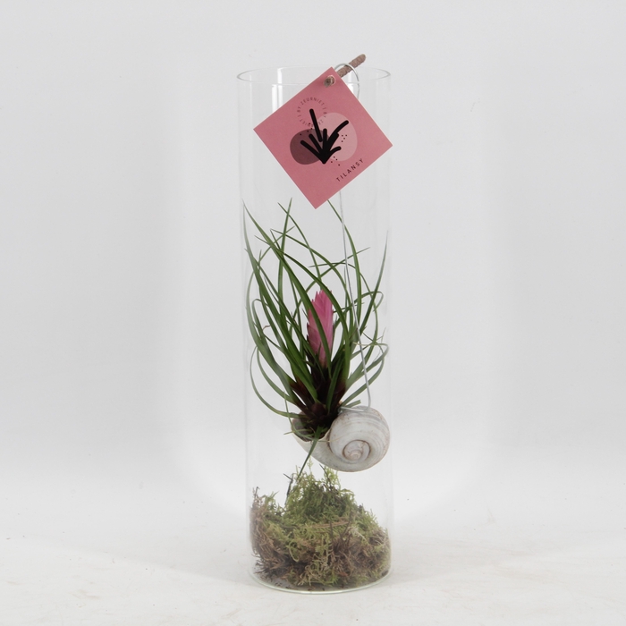 <h4>Snaily - Tillandsia Cyanea</h4>