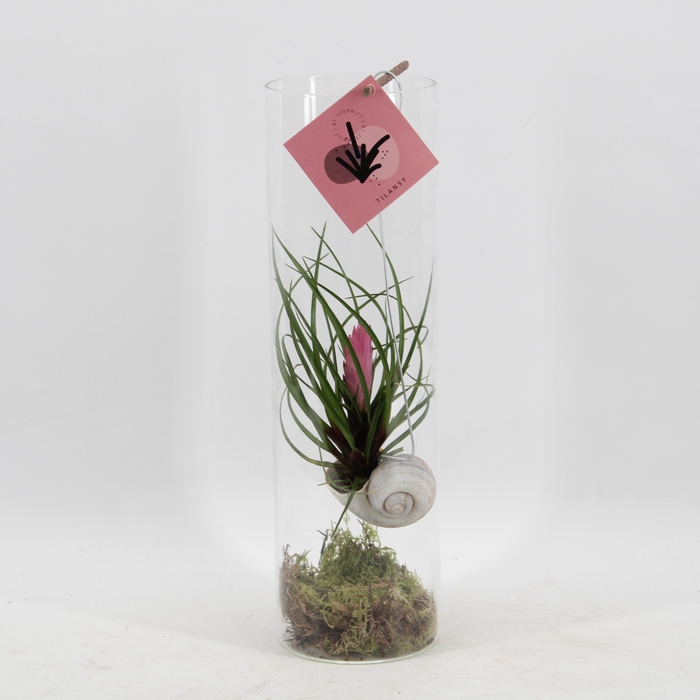 <h4>Snaily - Tillandsia Cyanea</h4>