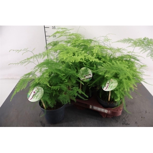 Asparagus 12 Cm. P. Setaceus Plumosus