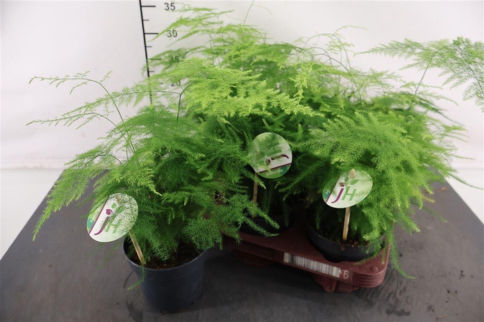 <h4>Asparagus 12 Cm. P. Setaceus Plumosus</h4>