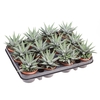 arr8 Haworthia F Concolor