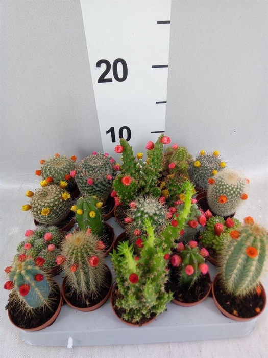 <h4>Cactus   ...decorated</h4>