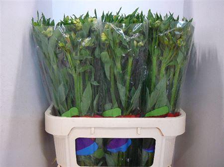 <h4>Alstr White Swan</h4>