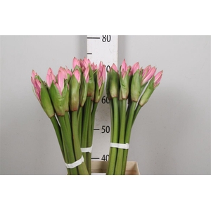 Amarcrinum
