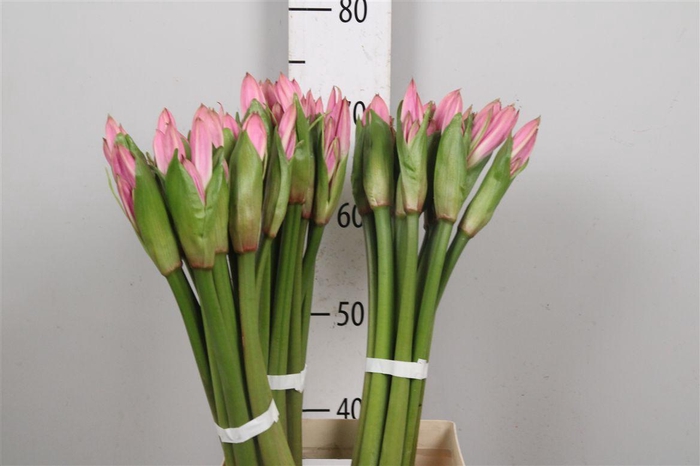 Amarcrinum