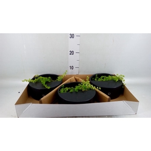 Arr.   Kamerplant Groen L%