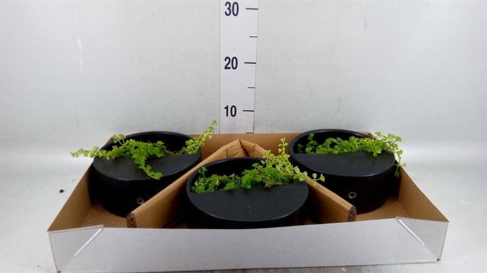<h4>Arr.   Kamerplant Groen L%</h4>